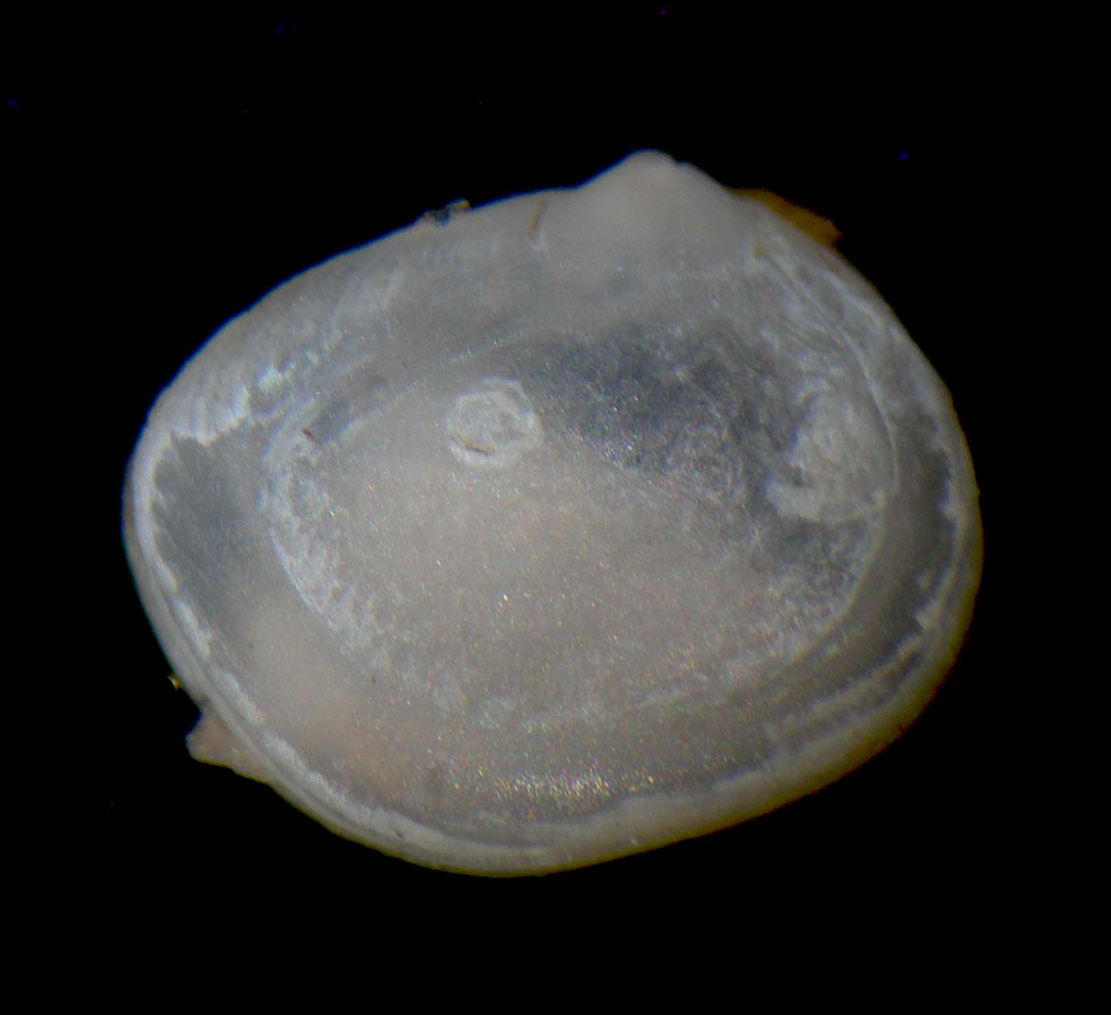 bivalve 2